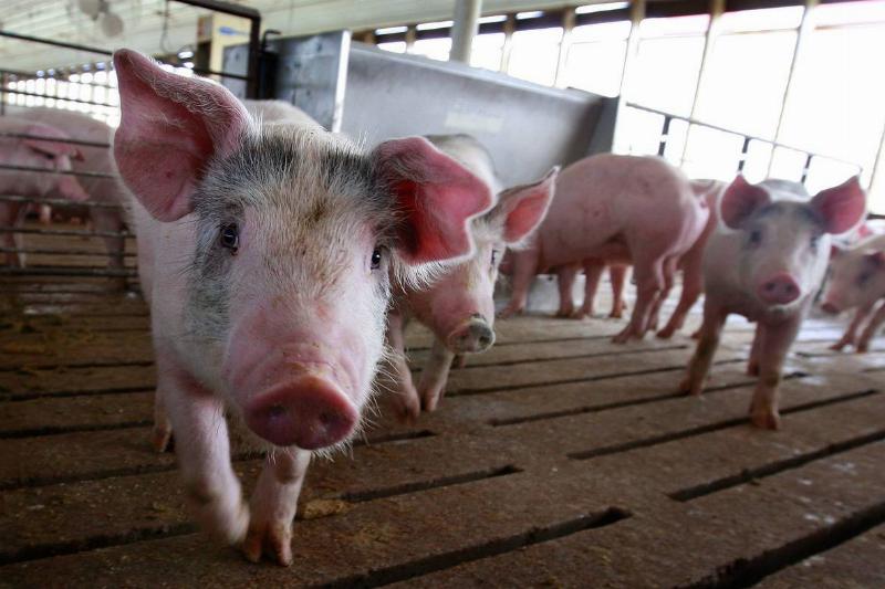 pigs on wood floor