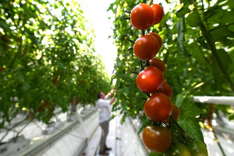 Tomatoes' Anti-Inflammatory Power Can Aid Depression