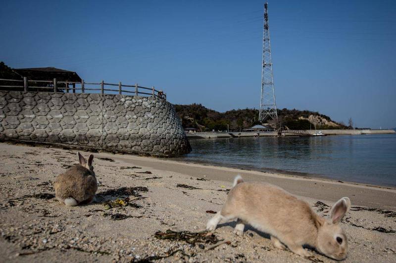 Ōkunoshima Island In Takehara, Japan