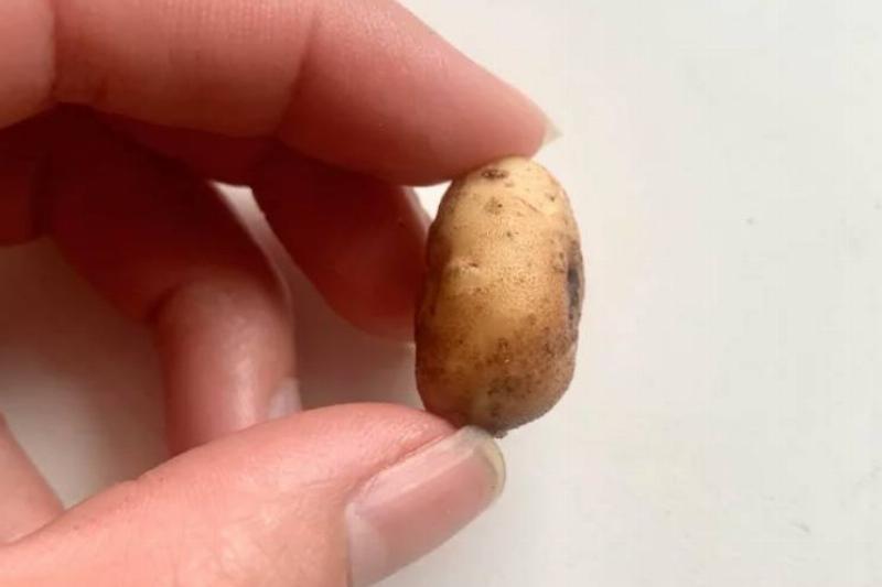 tiny potato the size of a singular tater tot
