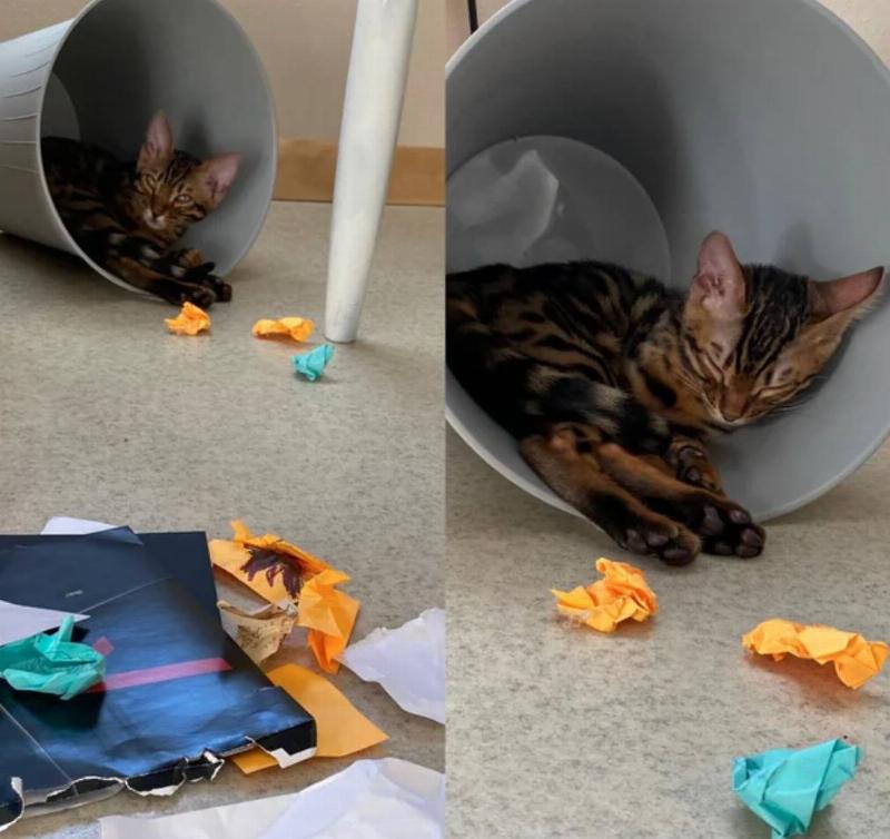 cat in trash bin with all the trash lying around it outside