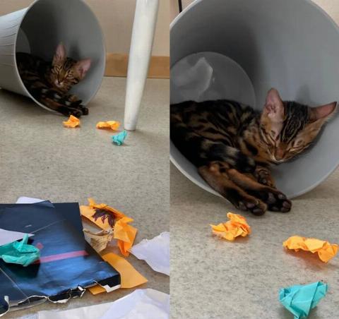cat in trash bin with all the trash lying around it outside