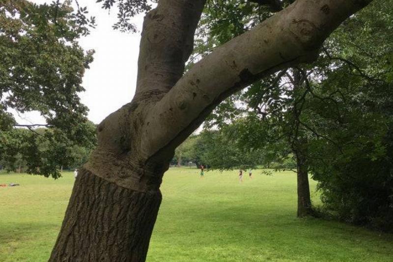 tree with bark on half of trunk only 