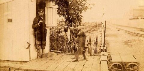 Monkey working the controls 