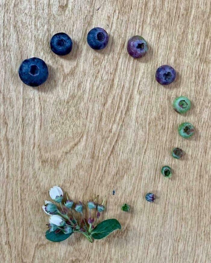 blueberry cycle looks cool
