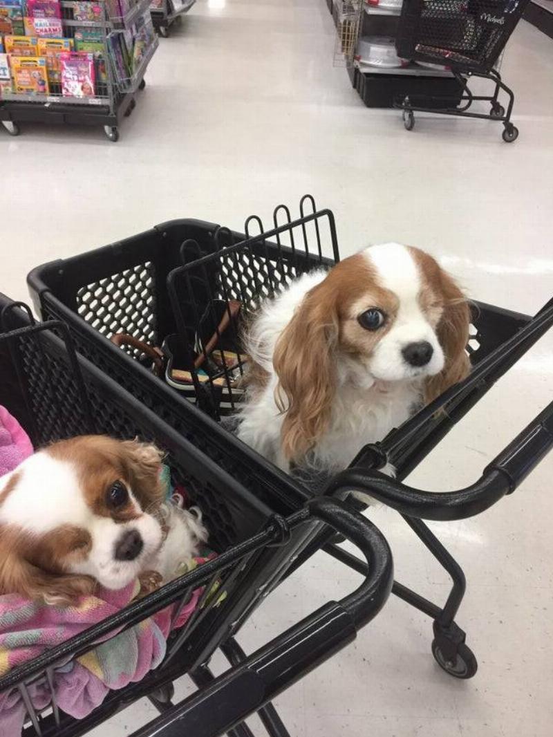 dogs with one eye in shopping carts