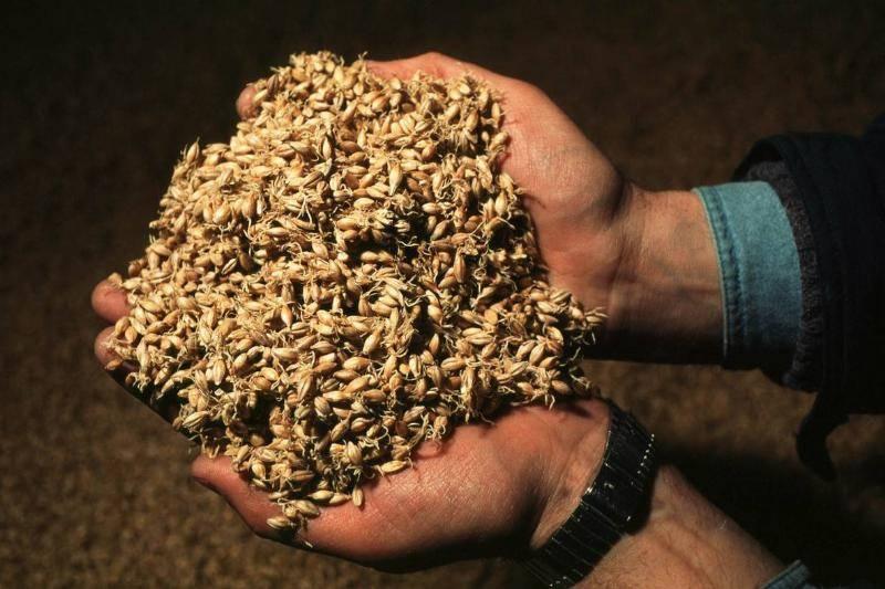 holding-barley-1144127-75763