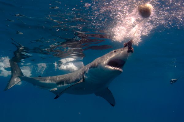 “Great White sharks are shrinking in numbers. This one, attacks the bait in blue water of Guadeloupe Islands, Mexico. The magnificent Great White Shark (Carcharodon carcharias). An endangered species that is becoming more rare to see in the wild.”