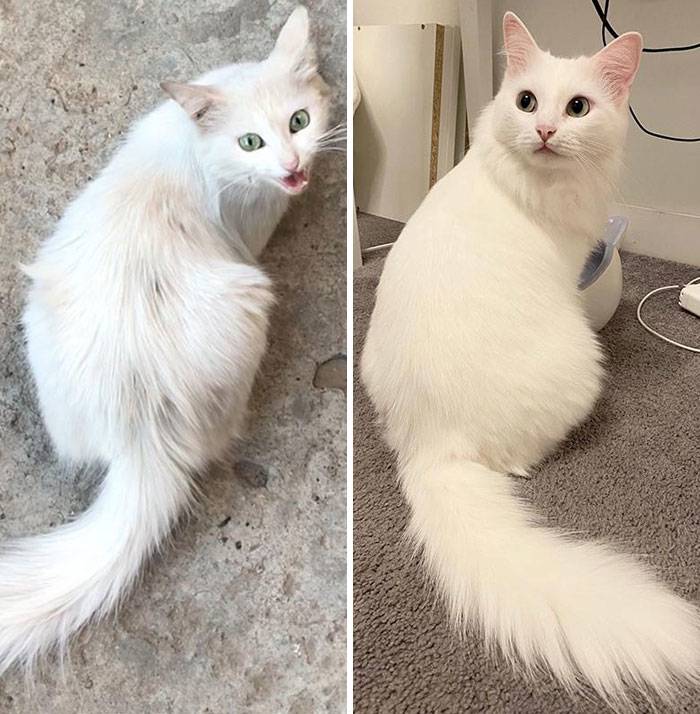 rescue cat on the streets