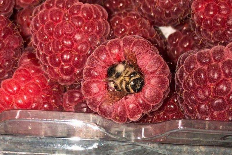 wasp in raspberry