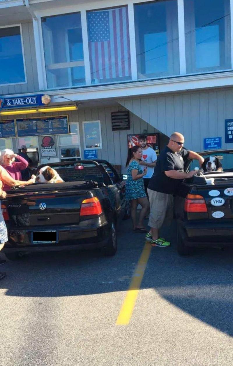 people next to car with dogs