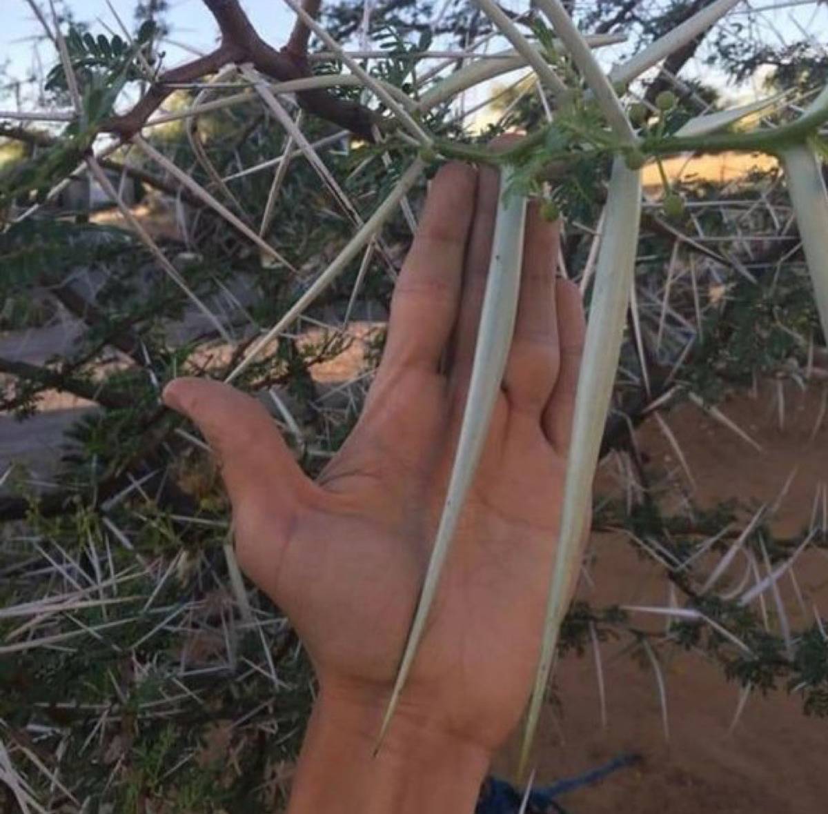 African Acacia erioloba thorn plant against a human hand 