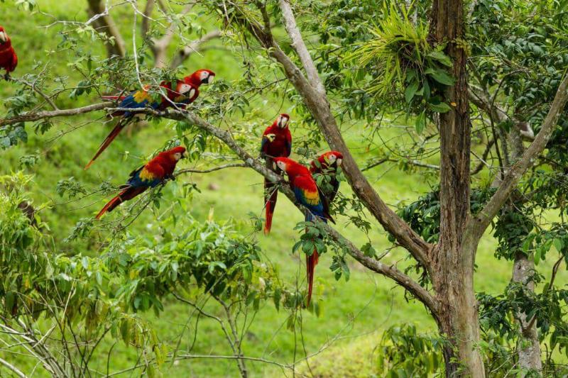 1020_24_jgf_birds_scmacaws_cr-8567-81954-61875