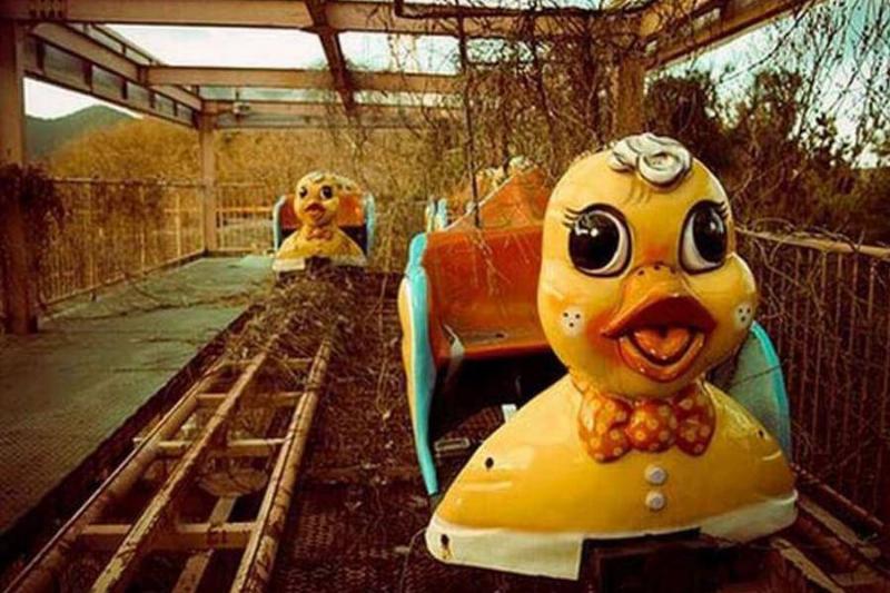 Tragedy Forced South Korea To Put These Ducks Out Of Commission