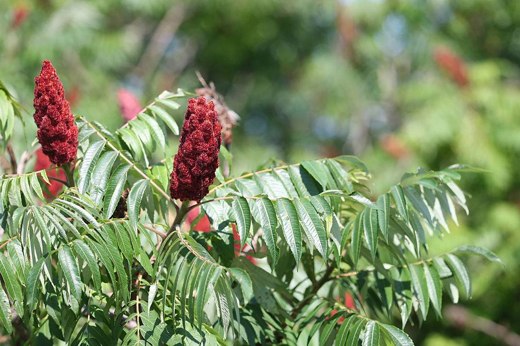 staghorn sumac