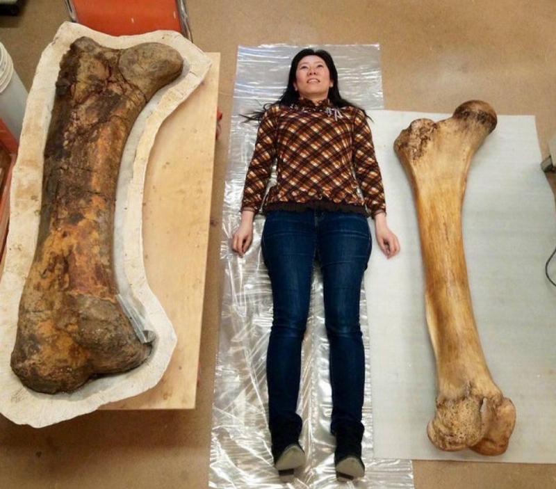 woman laying in between whale femur and giraffe femur 