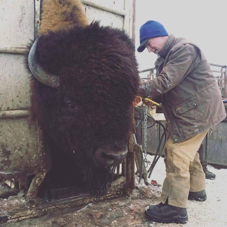 man tending to large bison while he completes tagging and blood tests 