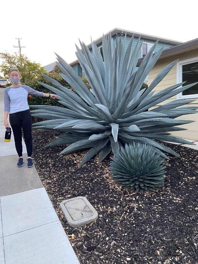 Woman standing next to large agave plant that is 4 times the width of her and taller 