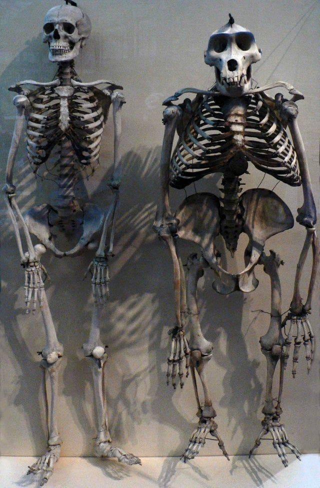 human skeleton standing next to a gorilla skeleton 