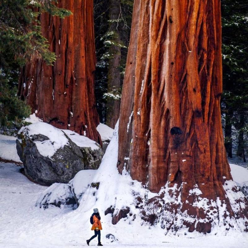 woman walking through Sequoia National Park next to giant trees