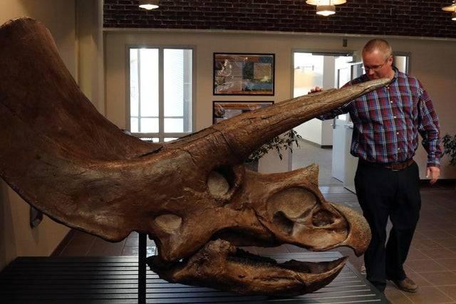man in the plaid shirt at museum standing next to a fossil of a triceratops skull 
