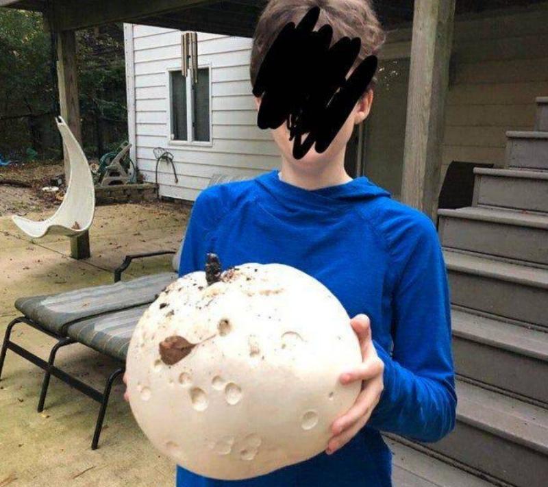 a kid holding up a big mushroom