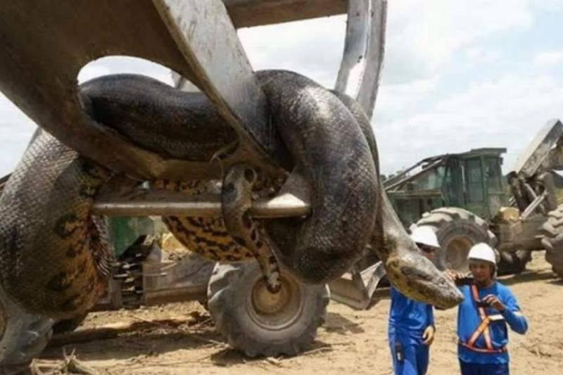 giant snake on a piece of construction equipment 