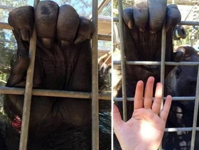 person holding up the palm of their hand to a gorilla's to contrast how much bigger they are than us 