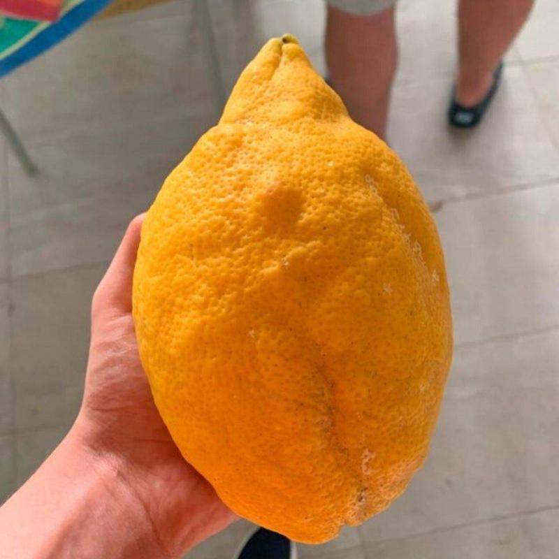 a lemon bigger than a hand 