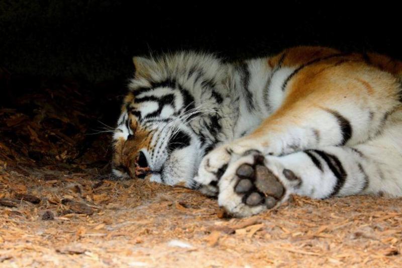 GettyImages-967841688-86195