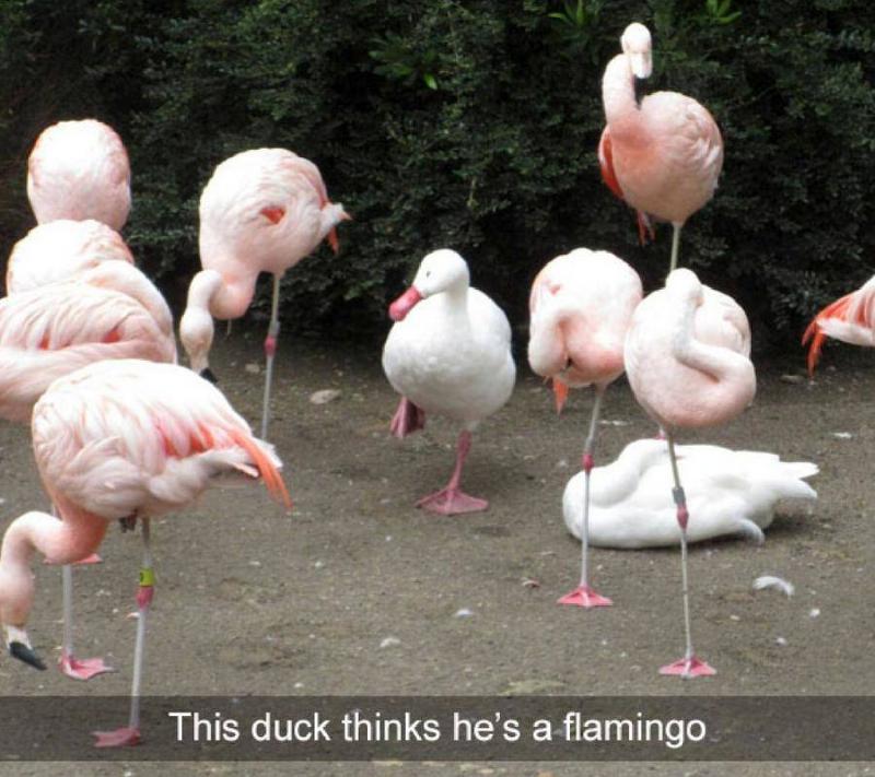 duck hiding among the flamingoes