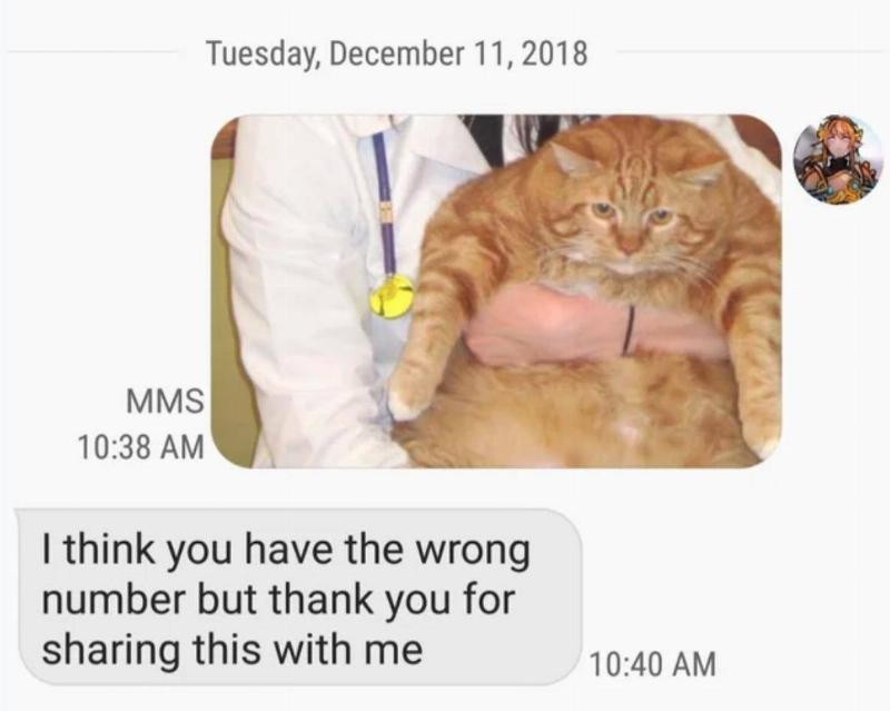 Person sends photo of very fat cat being held by vet. Recipient responds: I think you have the wrong number but thank you for sharing this with me