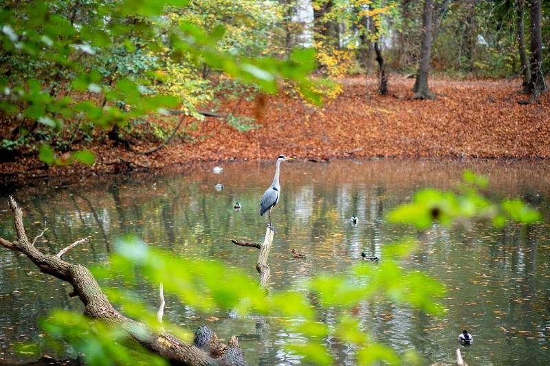 The-Object-Had-Fur-14052