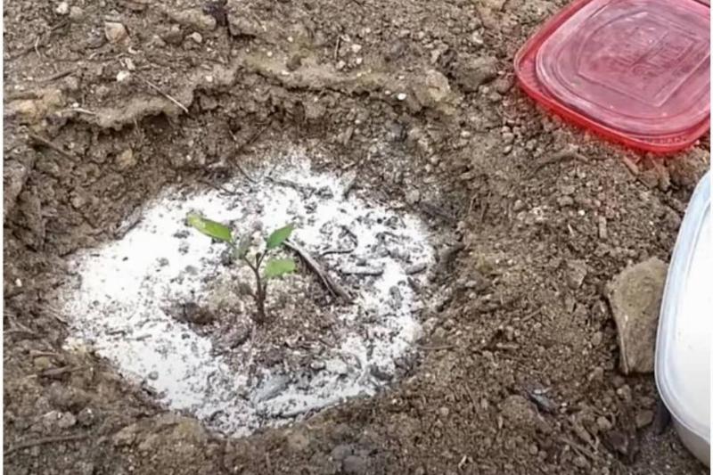 baking-soda-around-tomato-plant