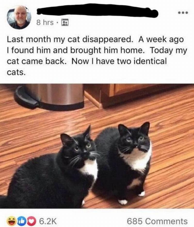 identical cats