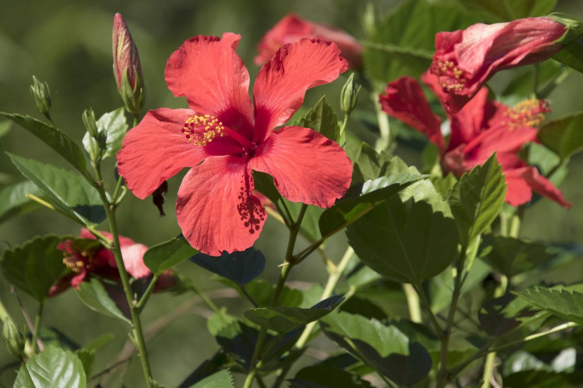 Blooming red hibiscus ( Spanish: Mar Pacifico) flowers and buds on plant on a sunny day