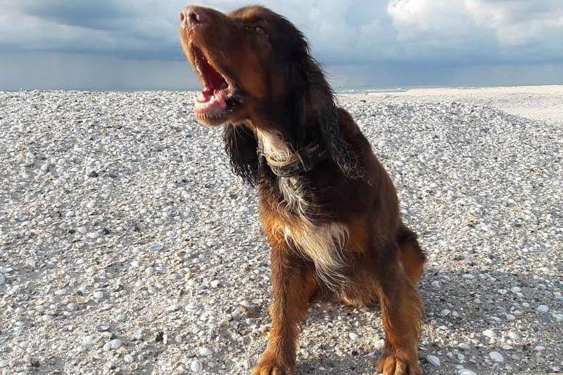 barking-up-the-wrong-tree-89732