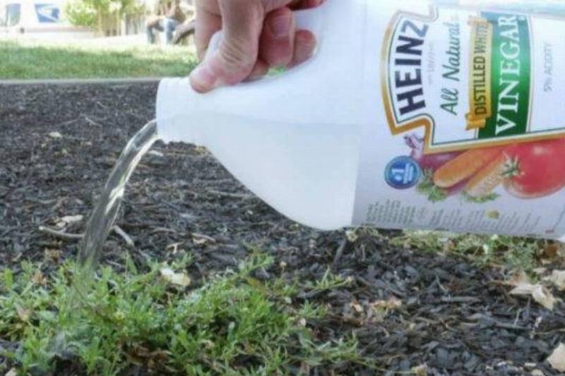 heinz-vinegar-bottle-killing-weeds-640x360-1-99336