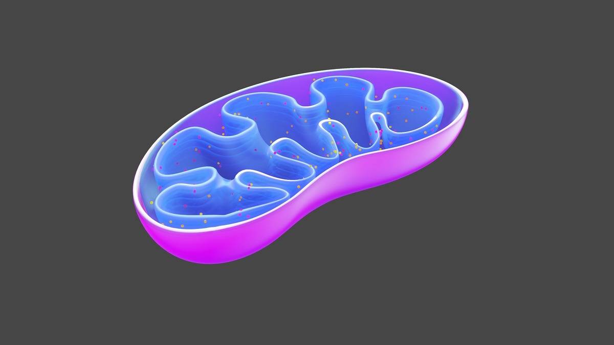 A diagram portrays the mitochondria.