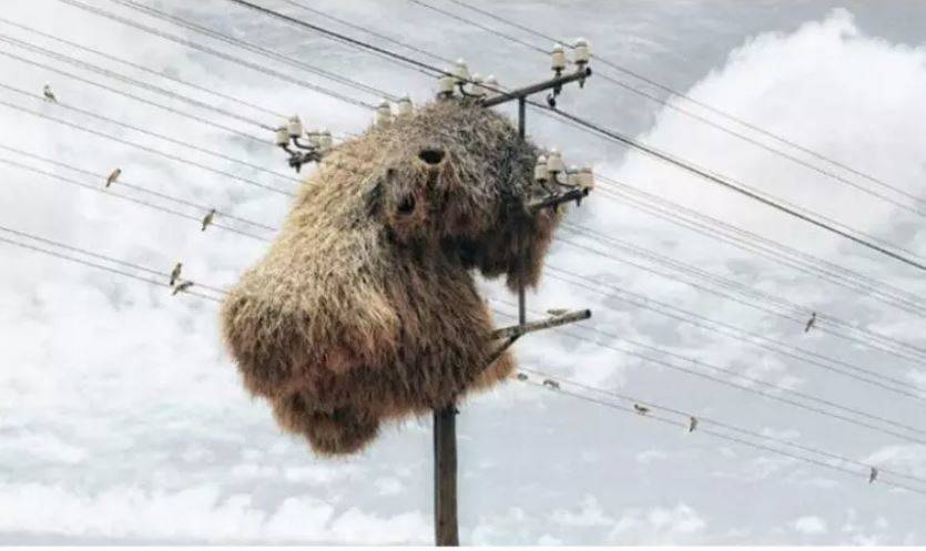 birds-nest-powerline