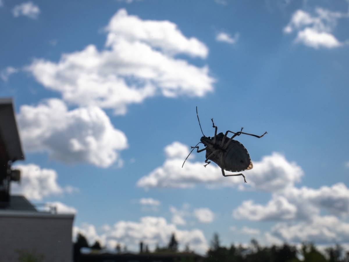 Cloud bug