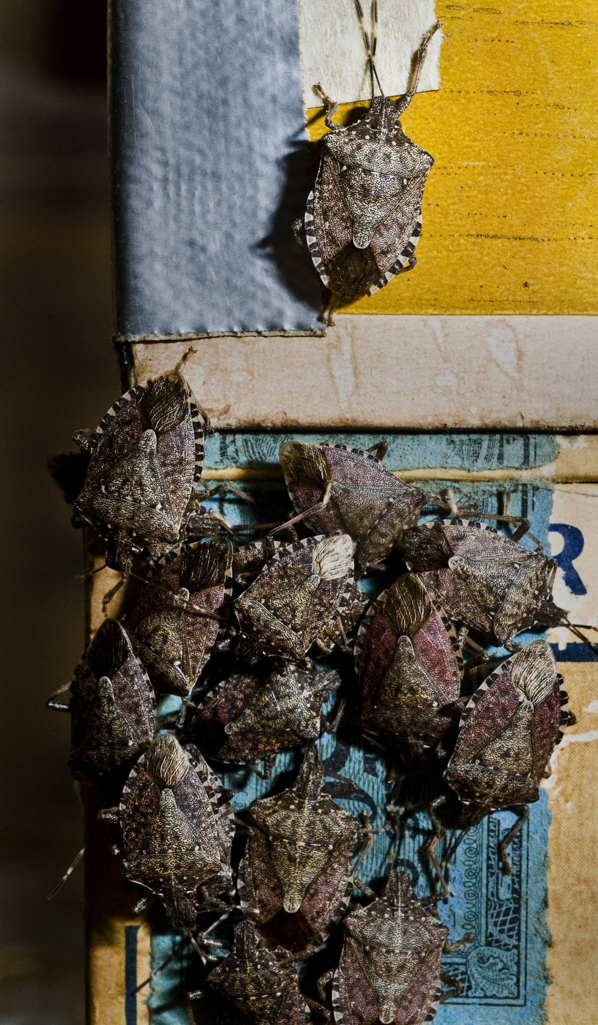 Doug Inkley has collected thousands of stinkbugs in and around his home