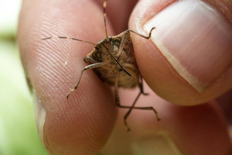 Halyomorpha halys, the brown marmorated stink bug