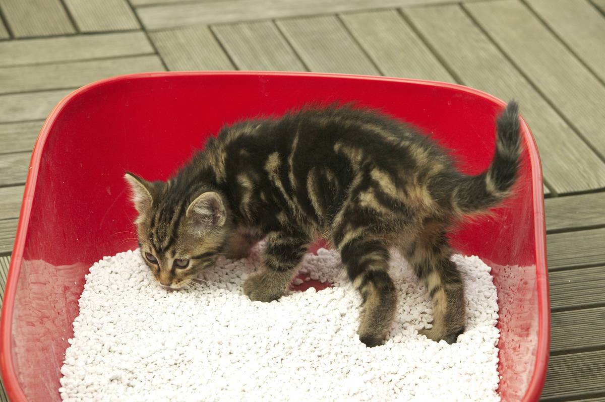 European cat, Felis catus