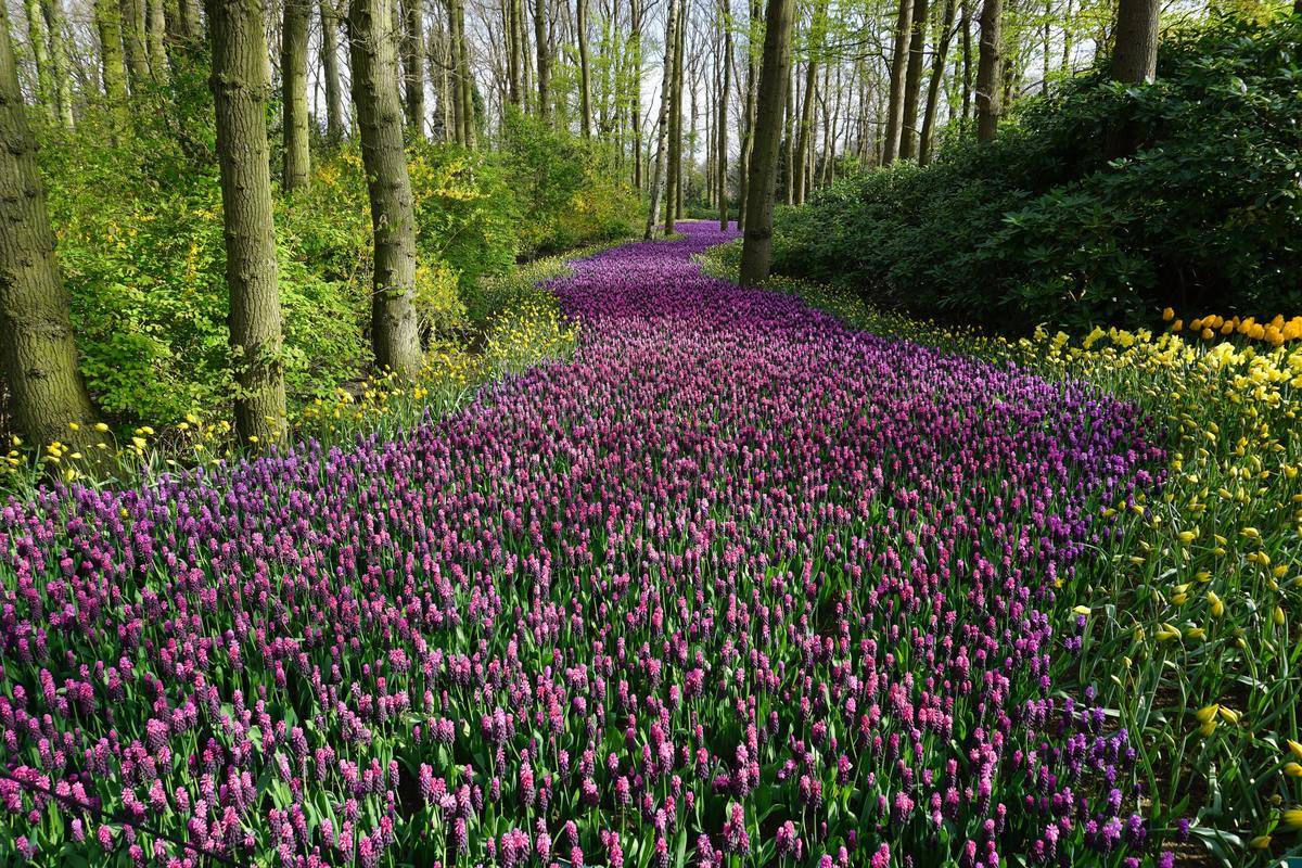 Flower pathway in forest 