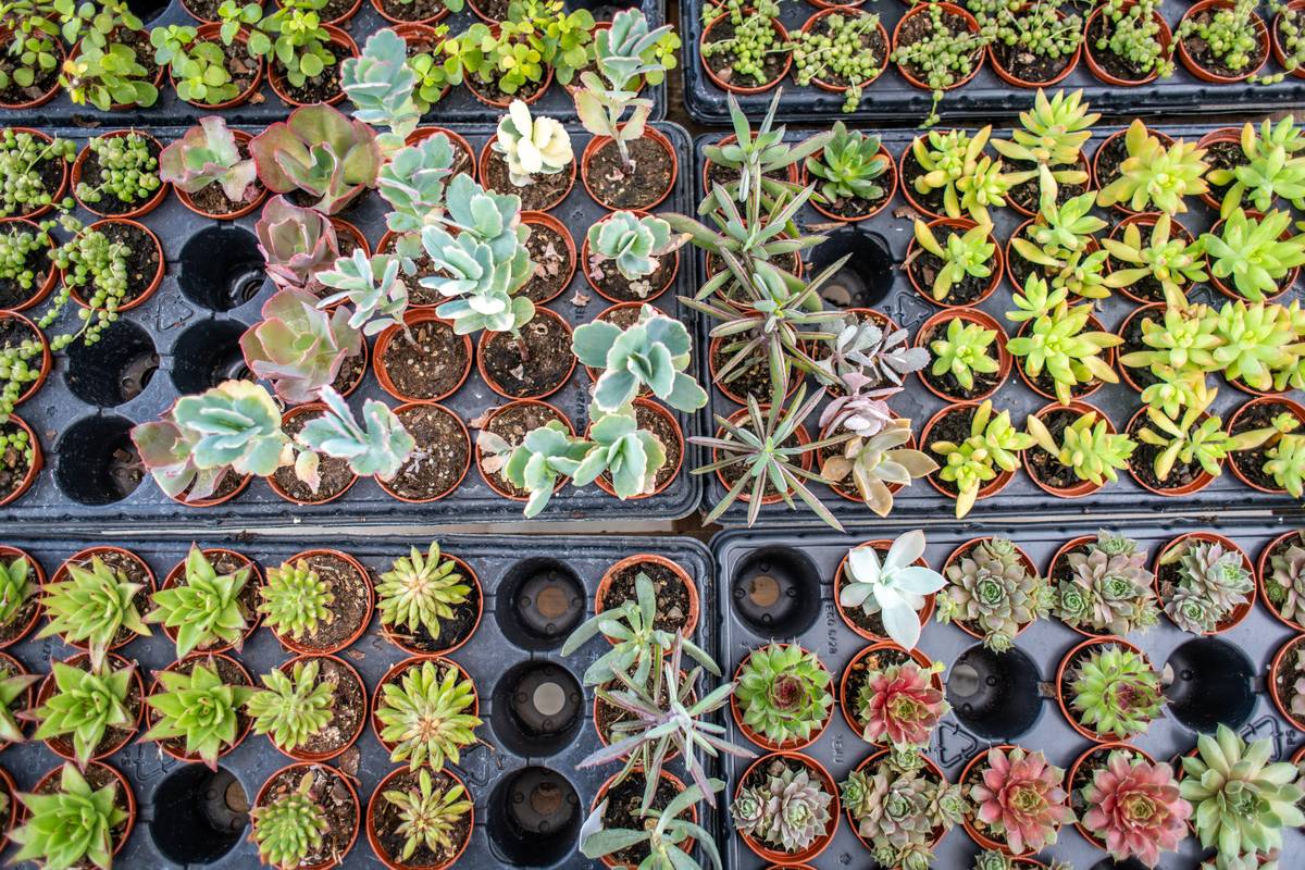 Variety of succulents for sale at nursery