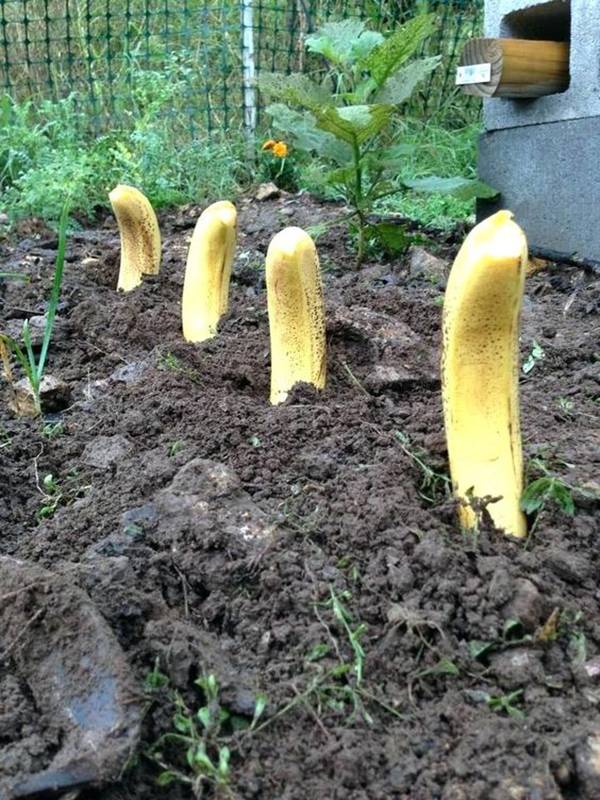 plant-bananas
