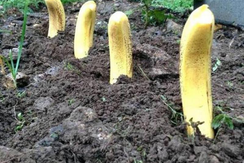plant-bananas