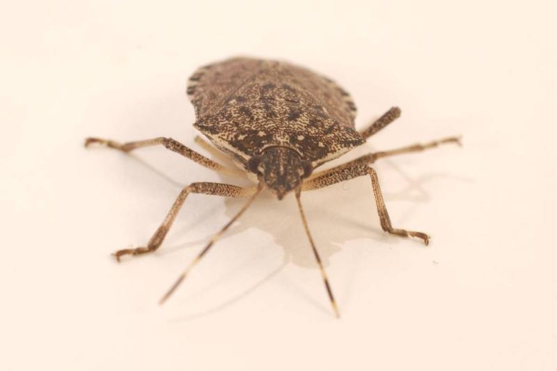 10/7/05 photo Ryan McFadden Stink bug Stinkbug in studio