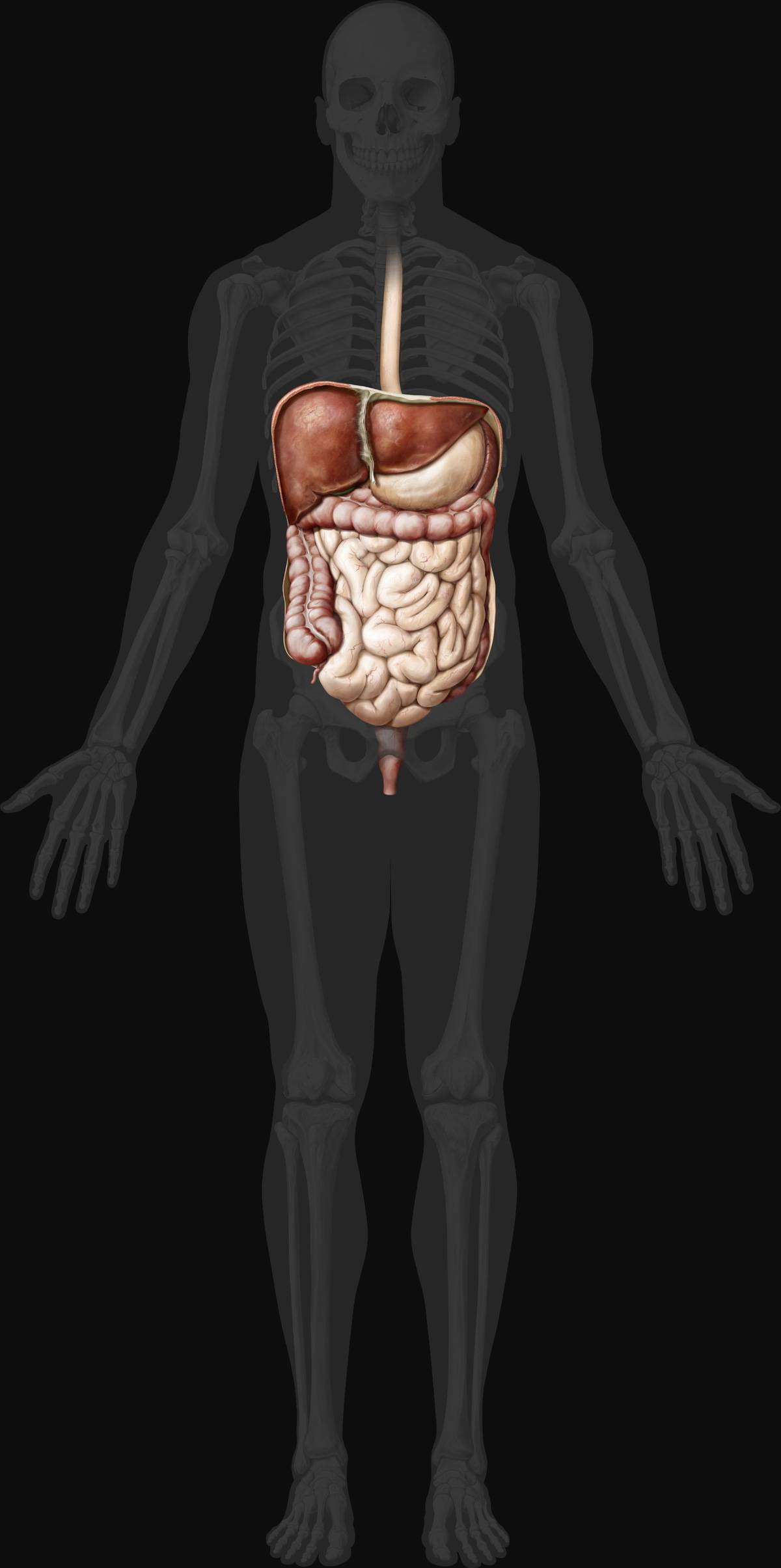 Digestive system anterior view, System formed by the mouth, the digestive tract and its glands that uses mechanical action, enzymes or secretions to break down food, absorb nutrients and expel waste